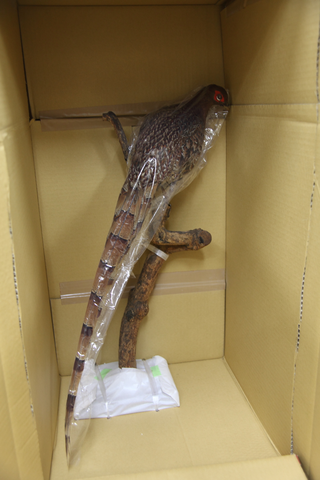 剥製_鳥A